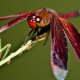 Crimson Dragonfly - Fine Art Photography Print, Limited Edition Photography, Giclée Print, Macro Photography,  Art Photography