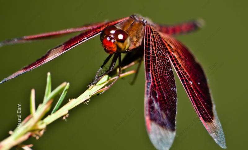 Crimson Dragonfly - Fine Art Photography Print, Limited Edition Photography, Giclée Print, Macro Photography,  Art Photography