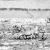 The Young Plowman and His Team in the Flooded Field - Fine Art Photography Print, Limited Edition Photography, Giclée Print, Monochrome Photography,  Documentary Photography