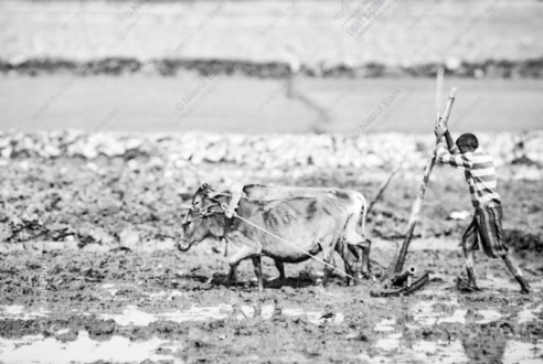 The Young Plowman and His Team in the Flooded Field - Fine Art Photography Print, Limited Edition Photography, Giclée Print, Monochrome Photography,  Documentary Photography