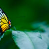 Painted Wings on Emerald - Fine Art Photography Print, Limited Edition Print, Giclée Print, Butterfly Photography, Art Photography