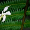 Fallen Blossom on Emerald Fern - Fine Art Photography Print, Limited Edition Photography, Museum-Quality Photography, Art Photography Prints, Luxury Photography Art