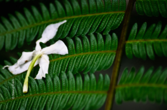 Fallen Blossom on Emerald Fern - Fine Art Photography Print, Limited Edition Photography, Museum-Quality Photography, Art Photography Prints, Luxury Photography Art