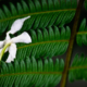 Fallen Blossom on Emerald Fern - Fine Art Photography Print, Limited Edition Photography,  Museum-Quality Photography, Art Photography Prints,  Luxury Photography Art