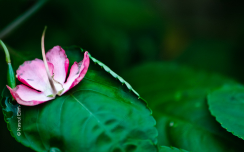 Fallen Blossom - Fine Art Photography Print, Limited Edition Photography, Museum-Quality Artwork, Photography Art Investment, Giclée Print