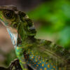 Emerald Guardian - Fine Art Photography Print, Limited Edition Photography Art, Giclée Print,  Luxury Photography Art,  High-End Photography Prints