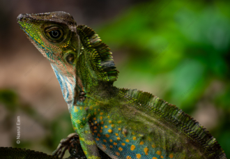 Emerald Guardian - Fine Art Photography Print, Limited Edition Photography Art, Giclée Print, Luxury Photography Art, High-End Photography Prints