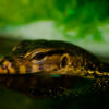 Emerald Stillness: Monitor Lizard at the Water's Edge - Fine Art Photography Prints, Limited Edition Photography, Giclée Print, Luxury Photography Art, Art Photography for Sale