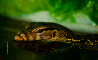 Emerald Stillness: Monitor Lizard at the Water's Edge - Fine Art Photography Prints, Limited Edition Photography, Giclée Print, Luxury Photography Art, Art Photography for Sale