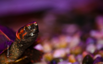 Red-Eared Slider: A Glimpse - wildlife photography, fine art photography, nature photography, macro photography, Nasrul Eam