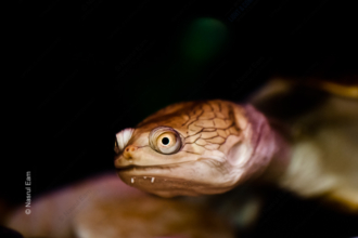 Portrait of a Pig-Nosed Turtle - Fine Art Photography Print, Limited Edition Photography, Pig-Nosed Turtle Photography, Giclée Print, Luxury Photography Art