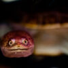 A Turtle from the Depths - Fine Art Photography Print, Limited Edition Photography, Underwater Photography, Nature Photography, Art Photography for Sale