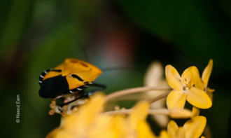Golden Embrace: Insect on Yellow Blossom