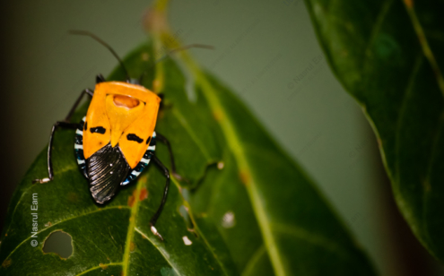 Golden Sentinel on Emerald - Fine Art Photography Print, Limited Edition Photography, Giclée Print, Nature Photography,  Art Photography for Sale