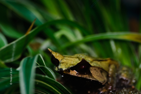 Guardian of the Emerald Blades - Fine Art Photography Print, Limited Edition Photography, Luxury Photography Art,  Nature Photography,  Fine Art Print