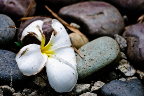 Fallen Blossom on Stone - Fine Art Photography Print, Limited Edition Photography, Museum-Quality Artwork,  Luxury Photography Art,  Art Photography for Collectors