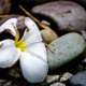 Fallen Blossom on Stone - Fine Art Photography Print, Limited Edition Photography, Museum-Quality Artwork,  Luxury Photography Art,  Art Photography for Collectors