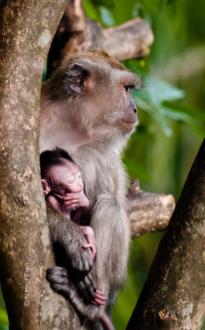 Mother and Child - Fine Art Photography Print, Limited Edition Photography, Mother and Child,  Luxury Photography Art,  Wildlife Photography