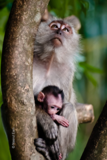 Sanctuary: Mother and Child - Fine Art Photography Print, Limited Edition Photography, Giclée Print,  Mother and Child,  Wildlife Photography