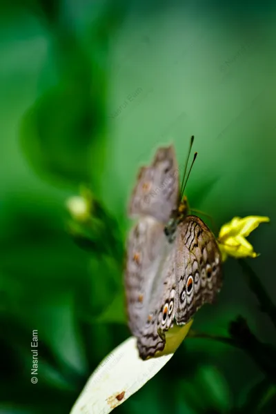 Grey Pansy on Pale Bloom - Fine Art Photography Prints, Limited Edition Photography, Giclée Print, Butterfly Photography, Nature Photography