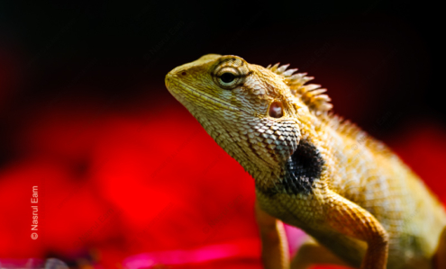 A Dramatic Contrast - Fine Art Photography Print, Limited Edition Photography, Luxury Photography Art, Museum-Quality Photography, Art Photography for Collectors