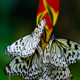 nasrul eam 20100121 01. Butterfly DSC 5769