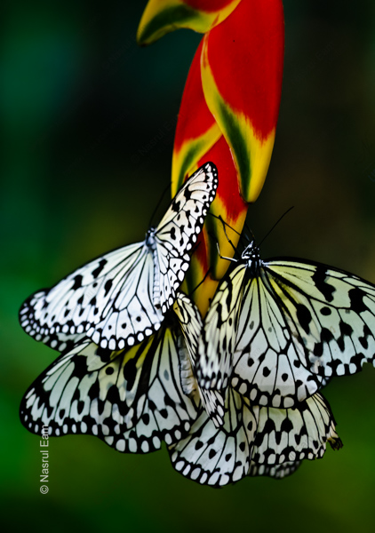 Paper Kites on Tropical Bloom