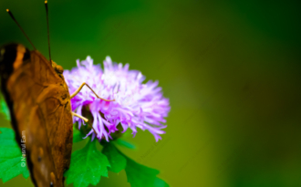 Lavender Bloom and Butterfly