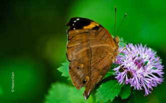 Against a Vibrant Green Backdrop