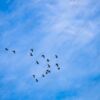 A Formation of Birds Across the Sky - Fine Art Photography Prints, Limited Edition Prints, Giclée Photography,  Art Photography, Photography Prints for Collectors