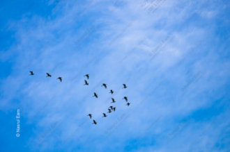 A Formation of Birds Across the Sky - Fine Art Photography Prints, Limited Edition Prints, Giclée Photography, Art Photography, Photography Prints for Collectors