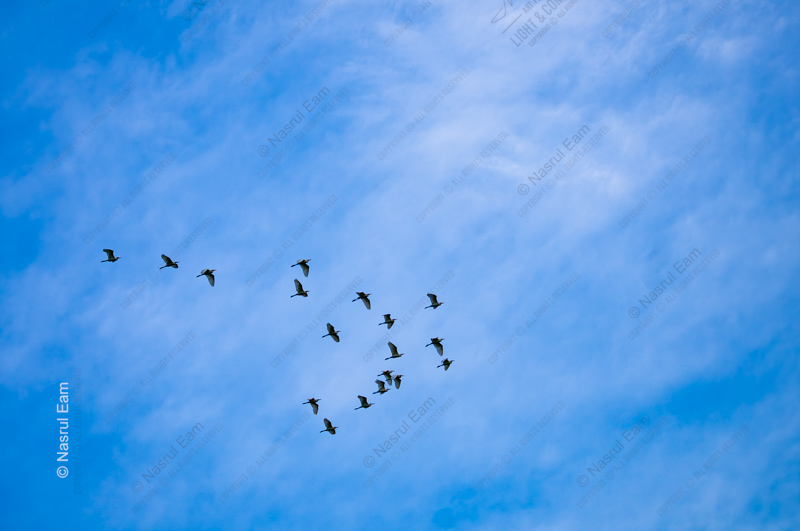 A Formation of Birds Across the Sky