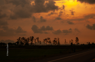 Golden Horizon, Silhouetted Trees