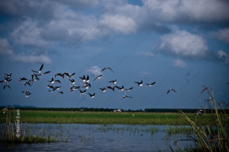Stilts Against the Gathering Sky - Fine Art Photography Prints, Limited Edition Prints, Giclée Photography, Wildlife Photography, Art Photography for Sale