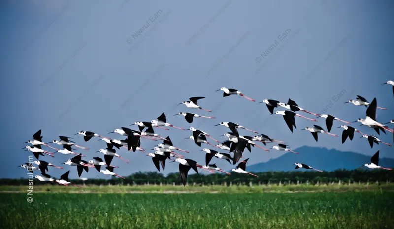 Black-winged Stilts in Ascending Flight