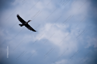 Ascends against a Backdrop