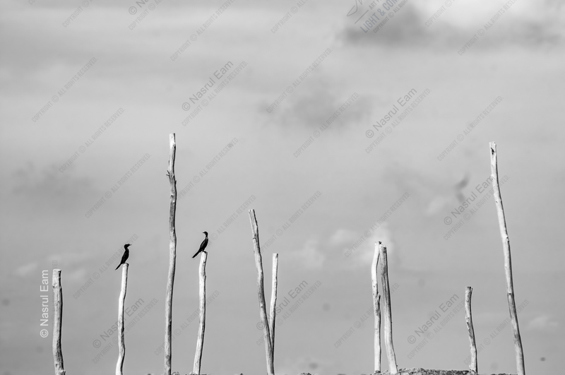 Two Cormorants on Weathered Poles