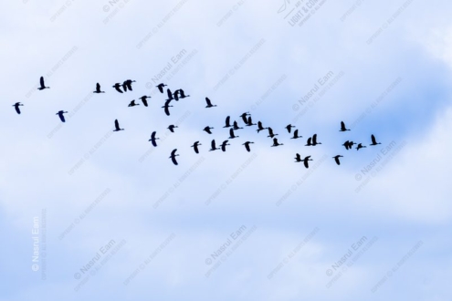 A Flock's Passage Across the Pale Sky - Fine Art Photography Prints, Limited Edition Photography, Giclée Print,  Luxury Photography Art, Art Photography Investment