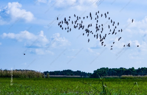 Ascension in Emerald and Azure