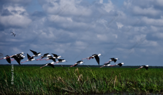 A Flight of Stilts Above the Marshland - Fine Art Photography Prints, Limited Edition Photography, Giclée Print, Wildlife Photography, Art Photography Investment