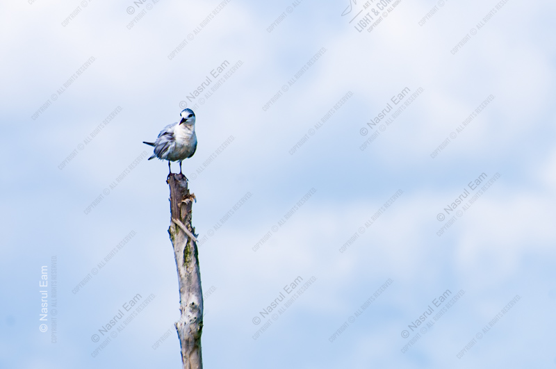 A Solitary Tern on a Weathered Perch