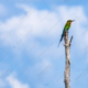 nasrul eam 20100123 Birds Animal DSC 6651