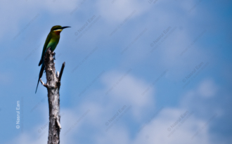 Blue Sky Sentinel - Fine Art Photography Print, Limited Edition Photography, Museum-Quality Photography, Nature Photography, Fine Art Prints