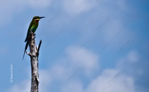 Blue Sky Sentinel - Fine Art Photography Print, Limited Edition Photography, Museum-Quality Photography, Nature Photography, Fine Art Prints