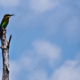 nasrul eam 20100123 Birds Animal DSC 6652