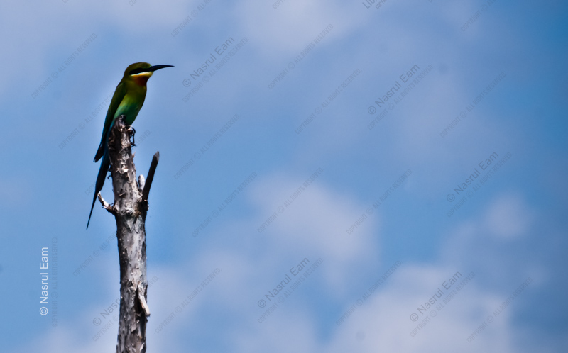 nasrul eam 20100123 Birds Animal DSC 6652