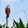 The Perched Sentinel - Fine Art Photography Prints, Limited Edition Photography Art,  Museum-Quality Photography,  Luxury Photography Art,  Fine Art Print