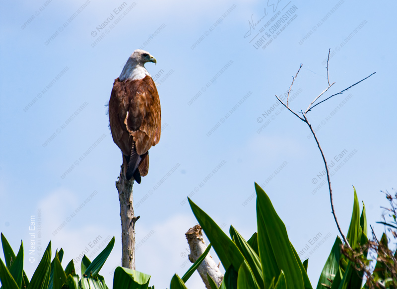The Perched Sentinel