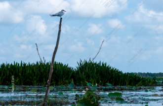 The Tern's Perch Above the Water Lilies - Fine Art Photography Print, Limited Edition Photography, Giclée Print, Luxury Photography Art, Art Photography for Sale