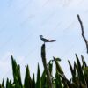 Seabird on a Weathered Perch Above the Reeds - Fine Art Photography Print, Limited Edition Photography, Giclée Print,  Art Photography,  Photography for Collectors